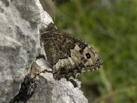 Hipparchia fagi 15, Grote boswachter, Saxifraga-Jan van der Straaten