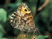 Hipparchia semele 3, Heivlinder, female, Vlinderstichting-Ab H Baas