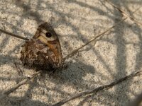 Hipparchia semele 63, Heivlinder, Saxifraga-Jan van der Straaten