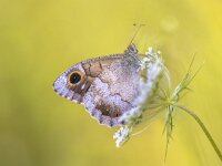 Tree grayling butterfly  Tree Grayling (Hipparchia statilinus) butterfly resting on carrot flower with tranquil green background : Hipparchia, Hippolyte, Monoblet, Netherlands, animal, antenna, background, beautiful, biology, butterfly, cevenne, cevennes, closeup, entomology, environment, europe, european, fauna, flying, france, french, grace, green, heivlinder, insect, kleine, lepidoptera, macro, natural, nature, nymphalidae, saint, satyridae, spotted, spring, st, statilinus, summer, wild, wildlife, wing