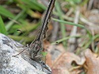 Hipparchia volgensis 3, Balkanheivlinder, Saxifraga-Kars Veling