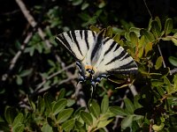 Iphiclides podalirius 103, Koningspage, Saxifraga-Ed Stikvoort : Krani