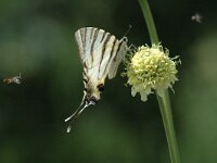 Iphiclides podalirius 52, Koningspage, Saxifraga-Jan van der Straaten