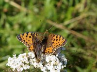 Issoria lathonia 62, Kleine parelmoervlinder, Saxifraga-Joep Steur