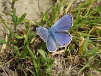 Kretania sephirus 2, male, Oostelijk saffierblauwtje, Saxifraga-Joep Steur