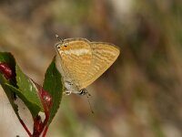 Lampides boeticus 10, Tijgerblauwtje, Vlinderstichting-Chris van Swaay  Tijgerblauwtje Lampides boeticus