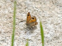 Lasiommata maera 10, Rotsvlinder, Saxifraga-Arthur van Dijk
