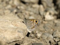 Lasiommata maera 11, Rotsvlinder, Saxifraga-Jan van der Straaten