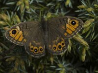 Lasiommata maera 14, Rotsvlinder, Saxifraga-Jan van der Straaten