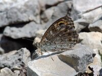 Lasiommata maera 2, Rotsvlinder, female, Saxifraga-Jan van der Straaten