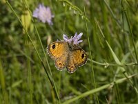 Lasiommata maera 35, Rotsvlinder, Saxifraga-Willem van Kruijsbergen