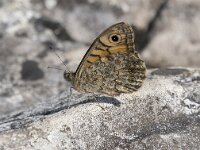 Lasiommata maera 45, Rotsvlinder, Saxifraga-Willem van Kruijsbergen