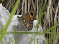 Lasiommata maera 52, Rotsvlinder, Saxifraga-Willem van Kruijsbergen