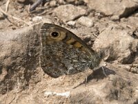 Lasiommata megera 49, Argusvlinder, Saxifraga-Willem van Kruijsbergen