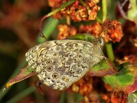 Lasiommata megera 6, Argusvlinder, male, Vlinderstichting-Ab H Baas