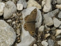 Lasiommata petropolitana 3, Kleine rotsvlinder, female, Saxifraga-Marijke Verhagen