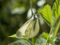 Leptidea sinapis reali 2, Vlinderstichting-Kars Veling