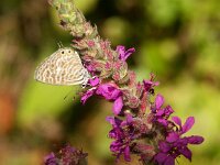 Leptotes pirithous 2, Klein tijgerblauwtje, Vlinderstichting-anonymus  Panterblauwtje Leptotes pirithous