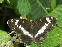 Limenitis camilla 19, Kleine ijsvogelvlinder, Vlinderstichting-Chris van Swaay  7.9 10:59