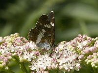 Limenitis camilla 25, Kleine ijsvogelvlinder, Saxifraga-Jan van der Straaten