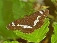170_02, Kleine ijsvogelvl : Kleine ijsvogelvlinder, Limenitis camilla, White admiral
