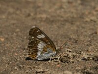 Limenitis camilla 33, Kleine ijsvogelvlinder, Saxifraga-Jan van der Straaten