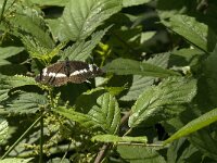 Limenitis camilla 37, Kleine ijsvogelvlinder, Saxifraga-Jan van der Straaten