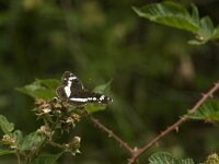 Limenitis camilla 38, Kleine ijsvogelvlinder, Saxifraga-Jan van der Straaten