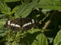 Limenitis camilla 41, Kleine ijsvogelvlinder, Saxifraga-Jan van der Straaten
