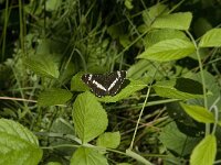 Limenitis camilla 49, Kleine ijsvogelvlinder, Saxifraga-Jan van der Straaten