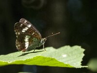 Limenitis camilla 51, Kleine ijsvogelvlinder, Saxifraga-Marijke Verhagen