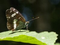 Limenitis camilla 52, Kleine ijsvogelvlinder, Saxifraga-Marijke Verhagen