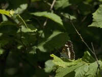 Limenitis camilla 56, Kleine ijsvogelvlinder, Saxifraga-Jan van der Straaten