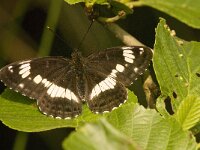 Limenitis camilla 58, Kleine ijsvogelvlinder, Saxifraga-Jan van der Straaten