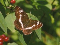 Limenitis camilla 6, Kleine ijsvogelvlinder, Saxifraga-Pim Tiemens