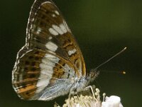 Limenitis camilla 61, Kleine ijsvogelvlinder, Saxifraga-Jan van der Straaten