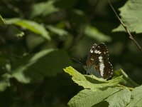Limenitis camilla 67, Kleine ijsvogelvlinder, Saxifraga-Jan van der Straaten