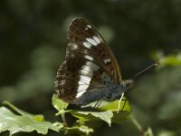 Limenitis camilla 7, Kleine ijsvogelvlinder, Saxifraga-Marijke Verhagen