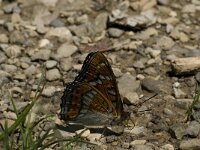 Limenitis populi 6, Grote ijsvogelvlinder, Saxifraga-Marijke Verhagen