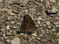 Limenitis populi 8, Grote ijsvogelvlinder, Saxifraga-Marijke Verhagen