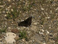 Limenitis populi 9, Grote ijsvogelvlinder, Saxifraga-Marijke Verhagen