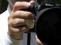 Lopinga achine 10, Boszandoog, male, Saxifraga-Marijke Verhagen