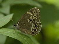Lopinga achine 15, Boszandoog, Saxifraga-Jan van der Straaten