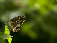 Lopinga achine 22, Boszandoog, Saxifraga-Jan van der Straaten