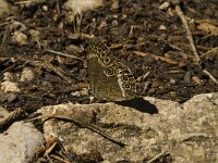 Lopinga achine 25, Boszandoog, Saxifraga-Jan van der Straaten