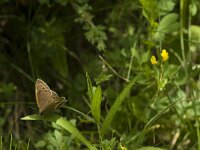 Lopinga achine 28, Boszandoog, Saxifraga-Jan van der Straaten