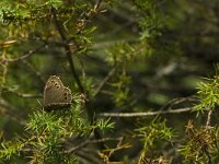 Lopinga achine 31, Boszandoog, Saxifraga-Jan van der Straaten