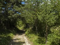 Lopinga achine 36, Boszandoog, habitat, Saxifraga-Jan van der Straaten