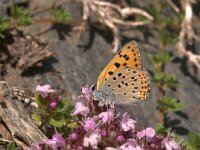 Lycaena alciphron 4, Violette vuurvlinder, Vlinderstichting-Kars Veling