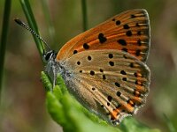 Lycaena alciphron gordius 16, Violette vuurvlinder, female, Saxifraga-Kars Veling